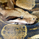 Boa constrictor. AP